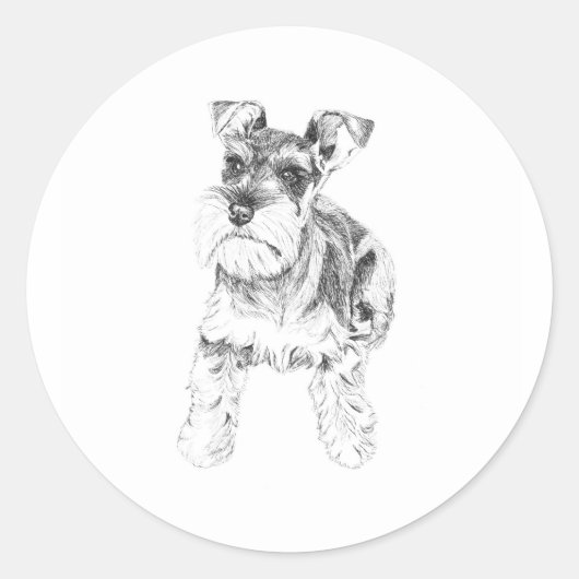 Miniature Schnauzer Sticker (Vorderseite)