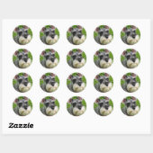 Miniature Schnauzer Sticker (Blatt)