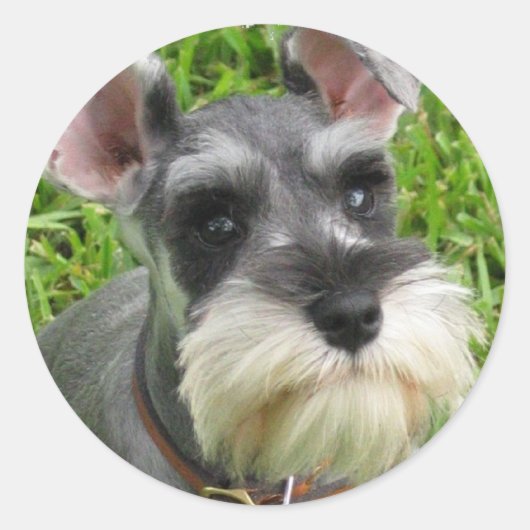 Miniature Schnauzer Sticker (Vorderseite)