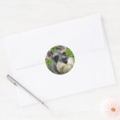 Miniature Schnauzer Sticker (Umschlag)