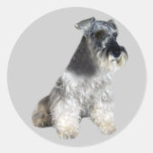 Miniature Schnauzer Sticker (Vorderseite)