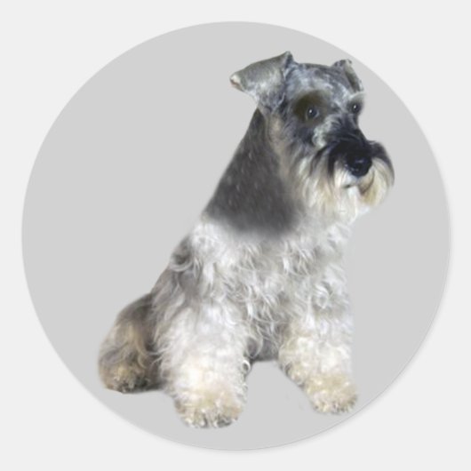 Miniature Schnauzer Sticker (Vorderseite)