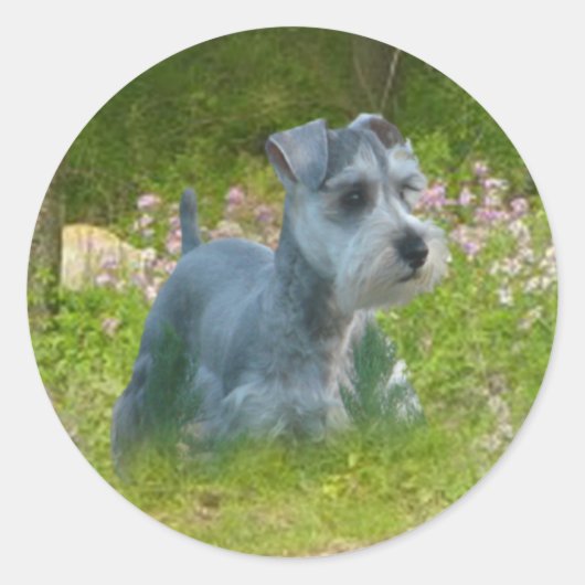 Miniature Schnauzer Sticker (Vorderseite)