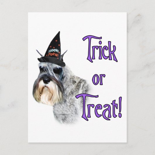 Miniature Schnauzer Trick Postkarte (Vorderseite)