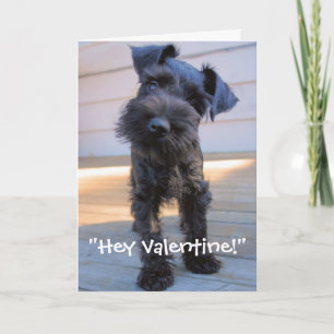Miniature Schnauzer Valentine's Day Card Feiertagskarte