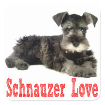 Miniature Schnauzer Welpenhühner Liebe Roter Stick
