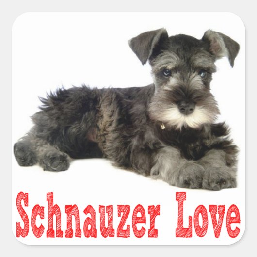Miniature Schnauzer Welpenhühner Liebe Roter Stick Quadratischer Aufkleber (Vorderseite)