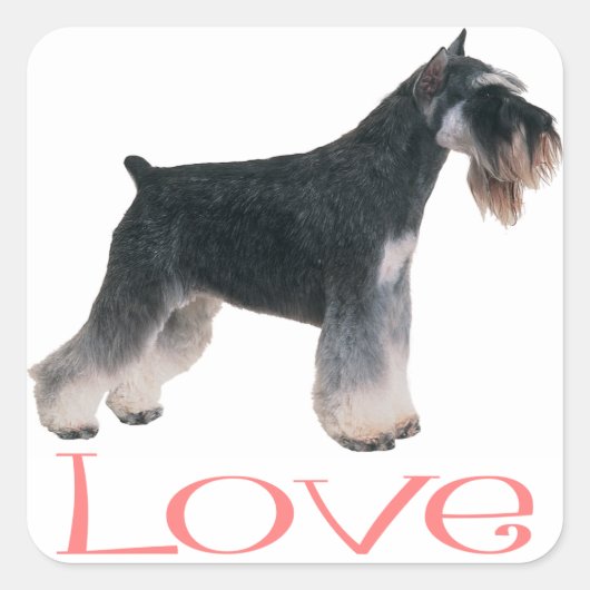 Miniature Schnauzer Welpenhund Pink Liebe Sticker (Vorderseite)