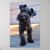 Miniature Schnauzer Welpenposter Poster (Vorne)