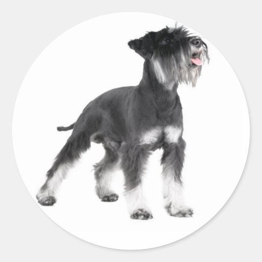 Miniature Schnauzer Welpensticker Runder Aufkleber (Vorderseite)