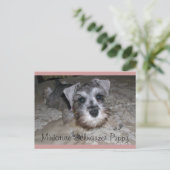 Miniature Schnauzer Welppy Postkarte (Stehend Vorderseite)
