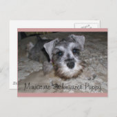 Miniature Schnauzer Welppy Postkarte (Vorne/Hinten)