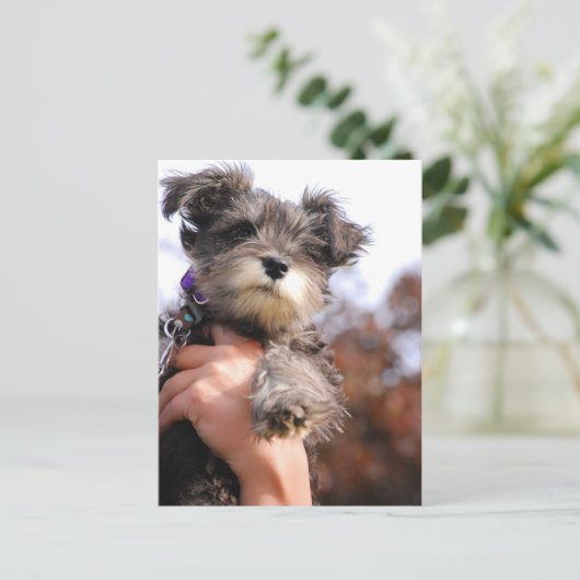 Miniature Schnauzer Welppy Postkarte (Stehend Vorderseite)