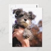 Miniature Schnauzer Welppy Postkarte (Vorne/Hinten)