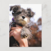 Miniature Schnauzer Welppy Postkarte (Vorderseite)