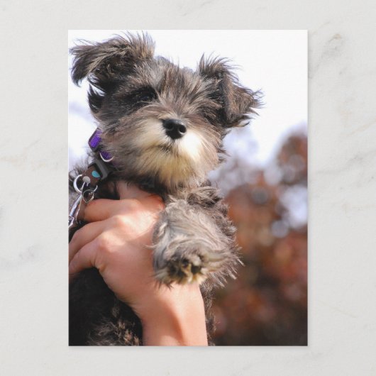 Miniature Schnauzer Welppy Postkarte (Vorderseite)