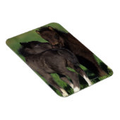 Miniaturfohlen 1 magnet (Rechte Seite)