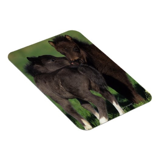 Miniaturfohlen 1 magnet (Rechte Seite)