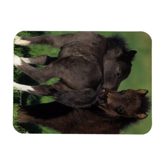 Miniaturfohlen 1 magnet (Horizontal)