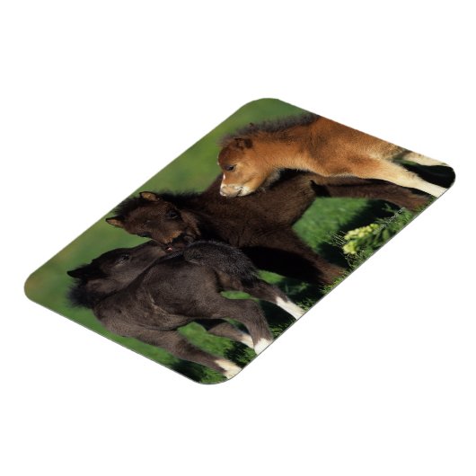 Miniaturfohlen 1 magnet (Linke Seite)