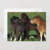 Miniaturfohlen 1 postkarte (Vorne/Hinten)