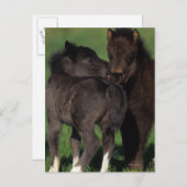 Miniaturfohlen 1 postkarte (Vorne/Hinten)