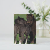 Miniaturfohlen 1 postkarte (Stehend Vorderseite)