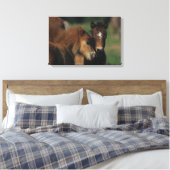 Miniaturfohlen 2 leinwanddruck (Insitu (Schlafzimmer))