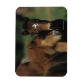 Miniaturfohlen 2 magnet (Vertikal)