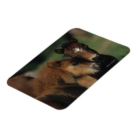 Miniaturfohlen 2 magnet (Linke Seite)