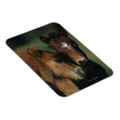 Miniaturfohlen 2 magnet (Rechte Seite)