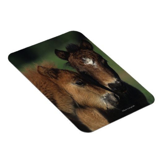 Miniaturfohlen 2 magnet (Rechte Seite)