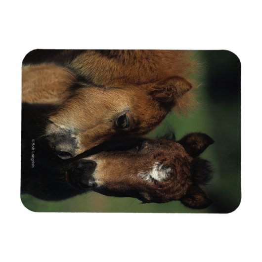 Miniaturfohlen 2 magnet (Horizontal)