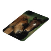 Miniaturfohlen 2 magnet (Linke Seite)