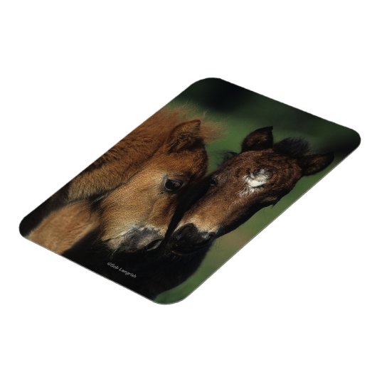 Miniaturfohlen 2 magnet (Linke Seite)