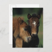 Miniaturfohlen 2 postkarte (Vorne/Hinten)