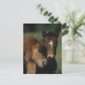 Miniaturfohlen 2 postkarte (Stehend Vorderseite)