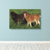 Miniaturfohlen im Gras Leinwanddruck (Insitu (Holzboden))