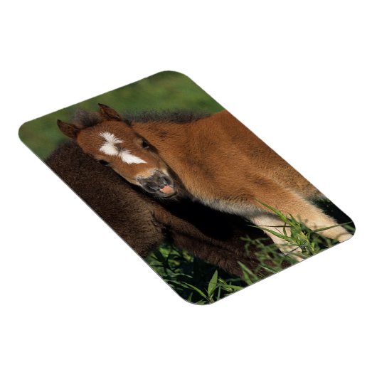 Miniaturfohlen im Gras Magnet (Rechte Seite)