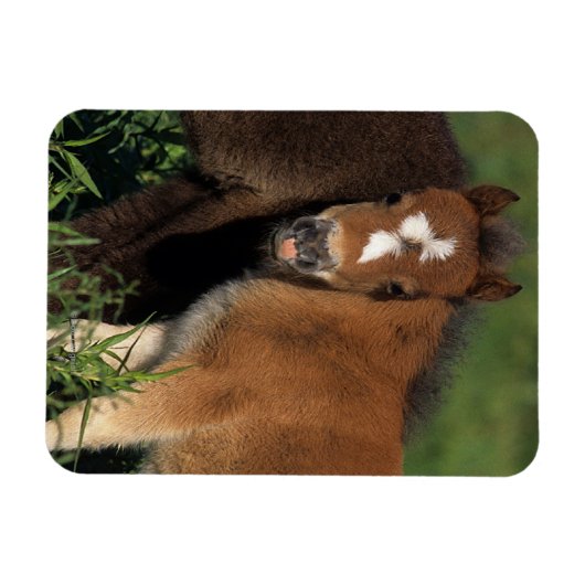 Miniaturfohlen im Gras Magnet (Horizontal)