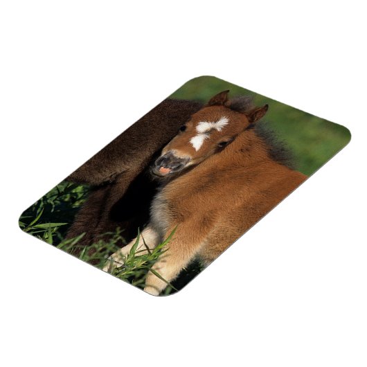 Miniaturfohlen im Gras Magnet (Linke Seite)