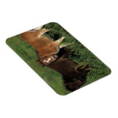 Miniaturfohlen im Gras Magnet (Rechte Seite)