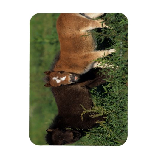 Miniaturfohlen im Gras Magnet (Vertikal)