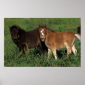 Miniaturfohlen im Gras Poster (Vorne)