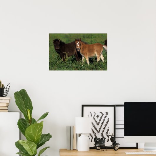 Miniaturfohlen im Gras Poster (Heimbüro)