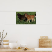 Miniaturfohlen im Gras Poster (Küche)