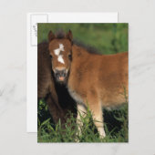 Miniaturfohlen im Gras Postkarte (Vorne/Hinten)
