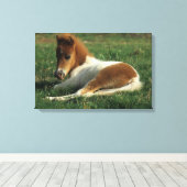 Miniaturfohlen nach unten leinwanddruck (Insitu (Holzboden))