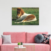 Miniaturfohlen nach unten leinwanddruck (Insitu (Wohnzimmer))