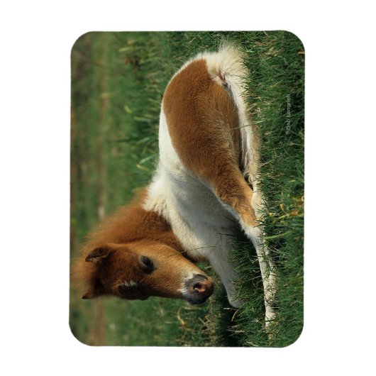 Miniaturfohlen nach unten magnet (Vertikal)